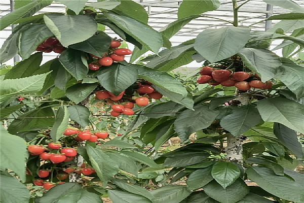 扦插,繁殖,要點,方法 扦插,繁殖,要點,方法