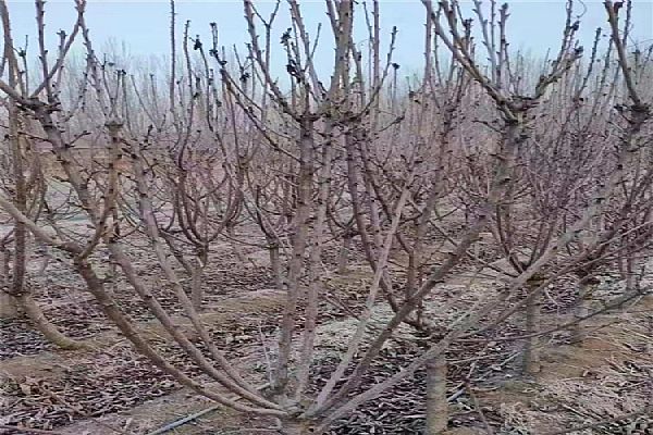 栽培,栽培技術(shù),技術(shù) 栽培,栽培技術(shù),技術(shù)