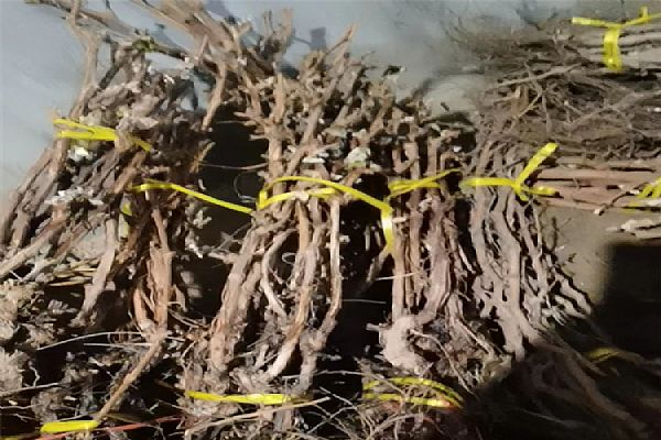 葡萄苗什么時候移栽比較好 葡萄苗什么時候移栽比較好